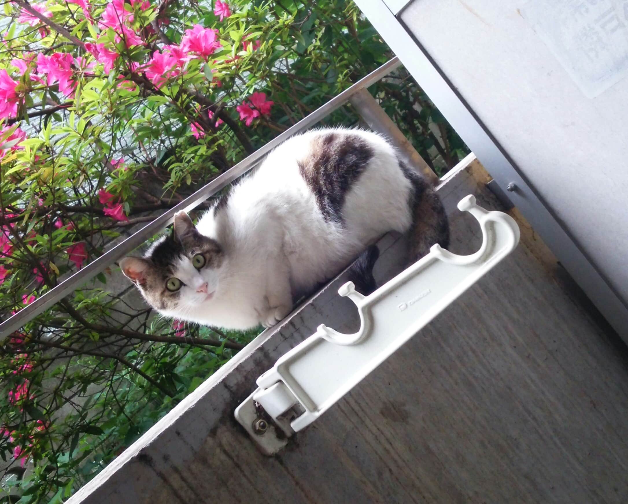 東京の新居にまた猫が…どうも猫に好かれます
