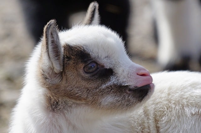 6月開始のg.o.a.t(ゴート)申し込んでみました。ヤギさんがかわいい♪
